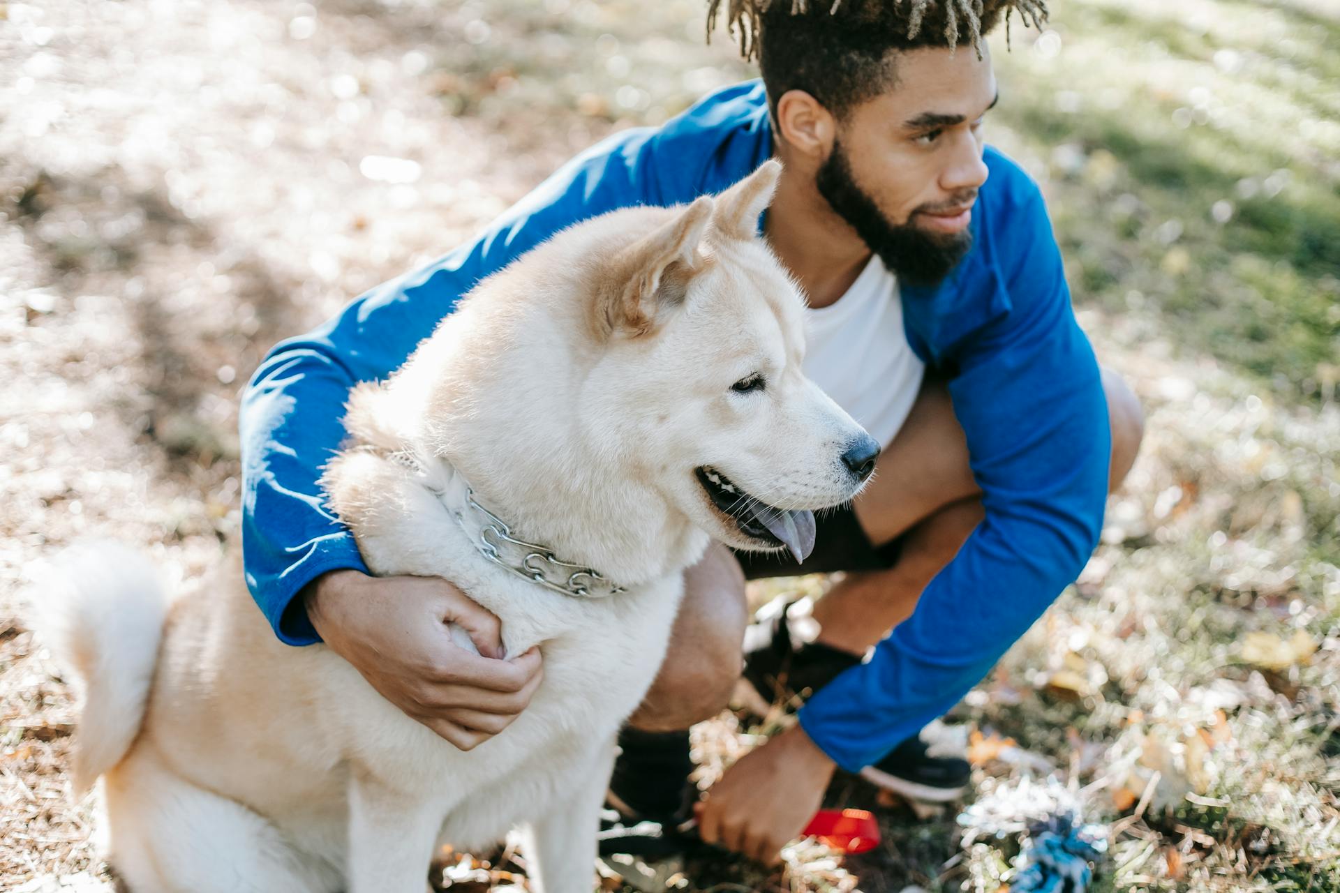 From above of crop bearded ethnic male with dreadlocks embracing West Siberian Laika with tongue out on meadow while looking forward