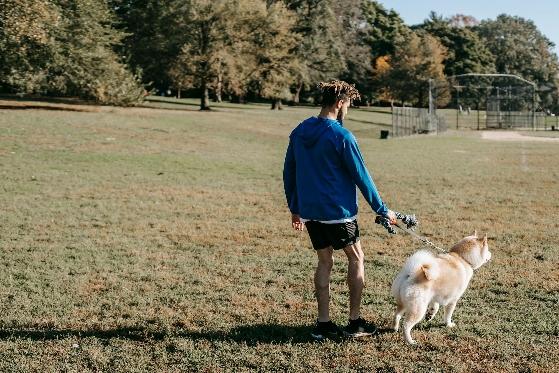 Back view of anonymous hipster man with West Siberian Laika on leash on green lawn in town