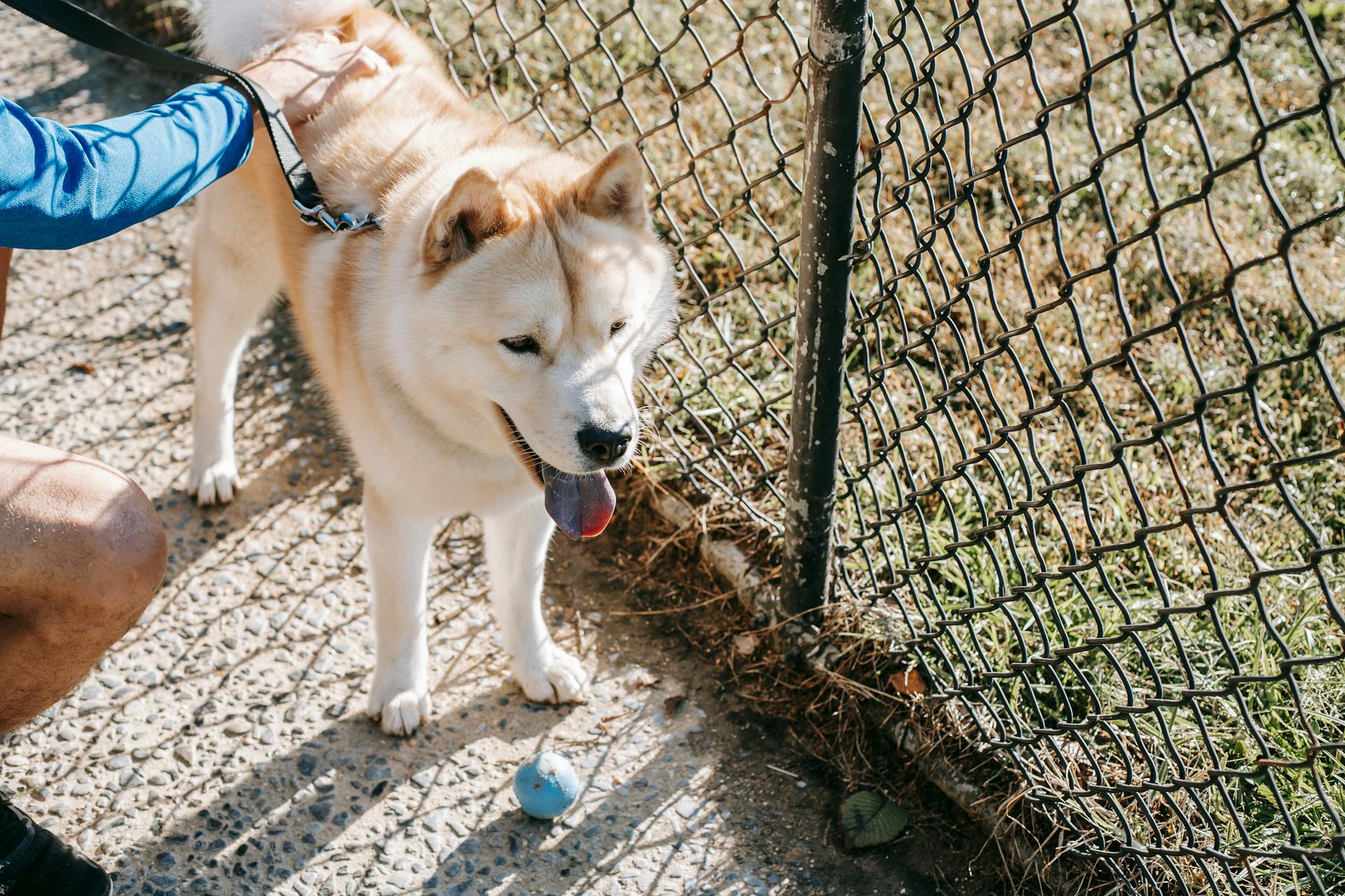 Crop man caressing West Siberian Laika near grid fence