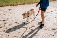 Side view of crop anonymous man near cute fluffy dog on leash with ball standing on sandy land in sunlight