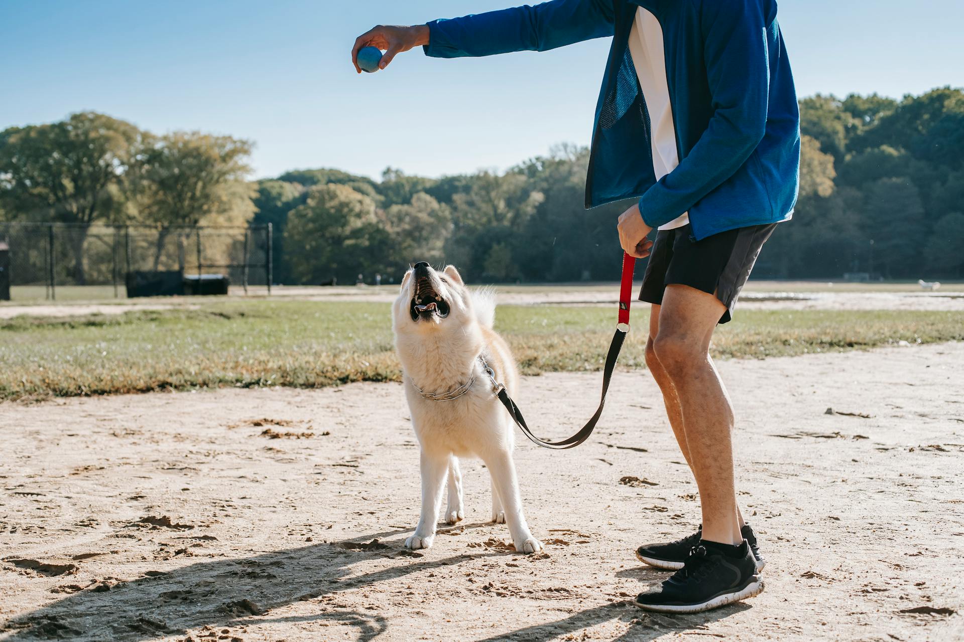 Faceless owner playing ball with purebred dog in park