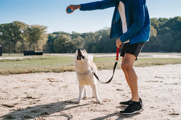 Faceless Owner Playing Ball With Purebred Dog In Park