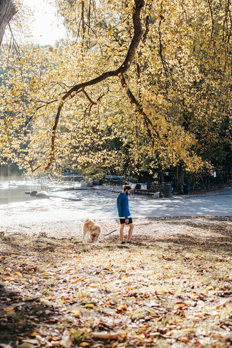 Unrecognizable Man Walking Dog In Summer Park