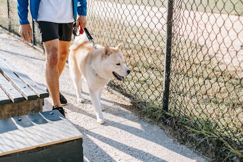 Crop anonymous male owner in casual apparel strolling with West Siberian Laika on leash between grid fence and street bench