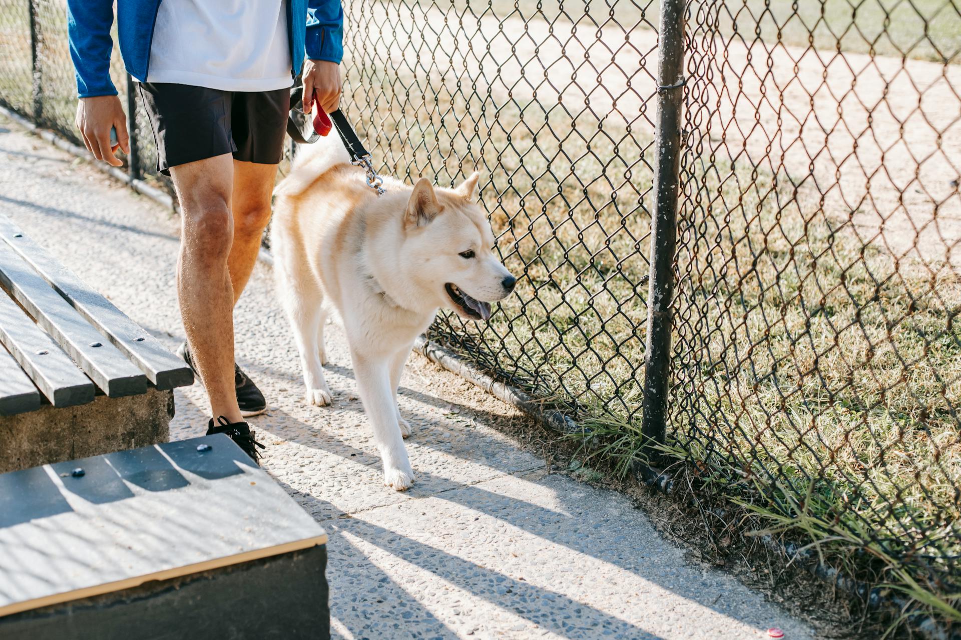 Crop anonymous male owner in casual apparel strolling with West Siberian Laika on leash between grid fence and street bench