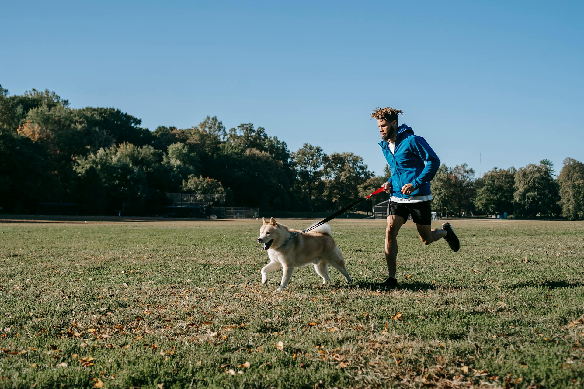 Homme hipster ethnique courant avec une Laika de Sibérie occidentale sur une prairie