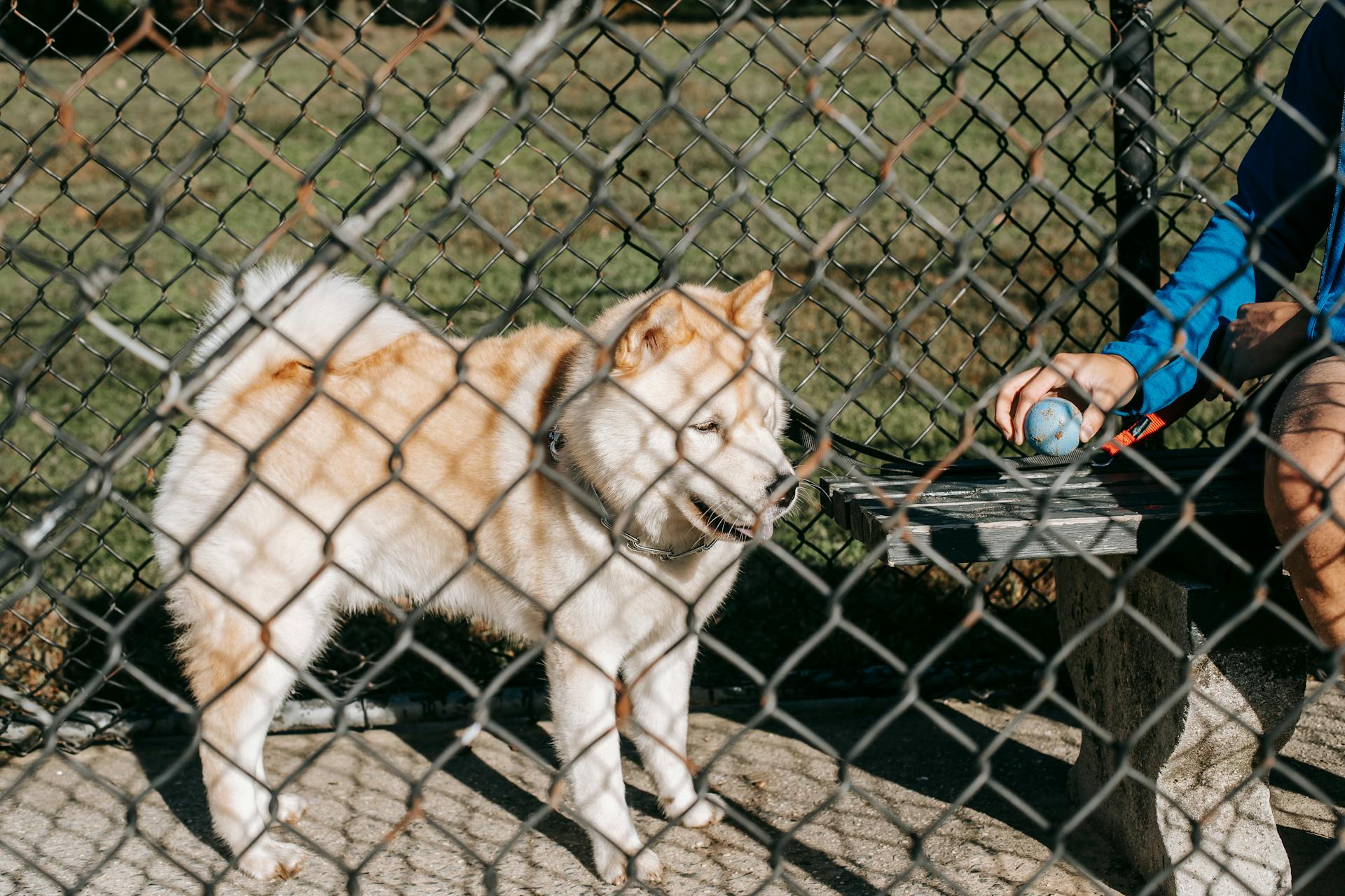 Crop anonymous male owner with small ball sitting on urban bench near fluffy dog behind grid fence