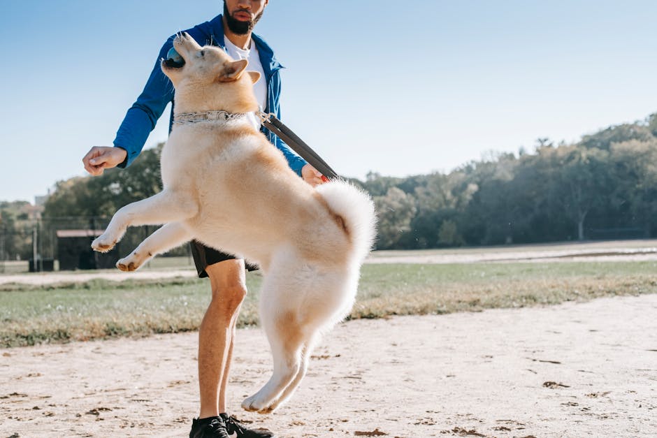 Jumping dog with ball near crop ethnic owner in park