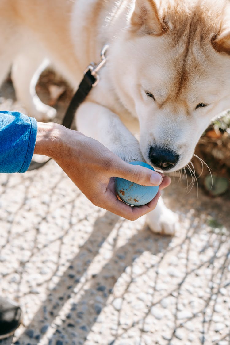 West Siberian Laika Smelling Ball During Training With Crop Owner