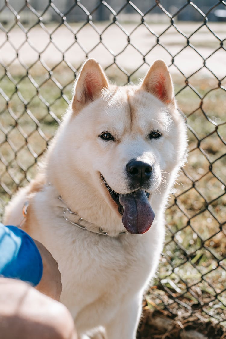 West Siberian Laika With Crop Owner Near Grid Fence