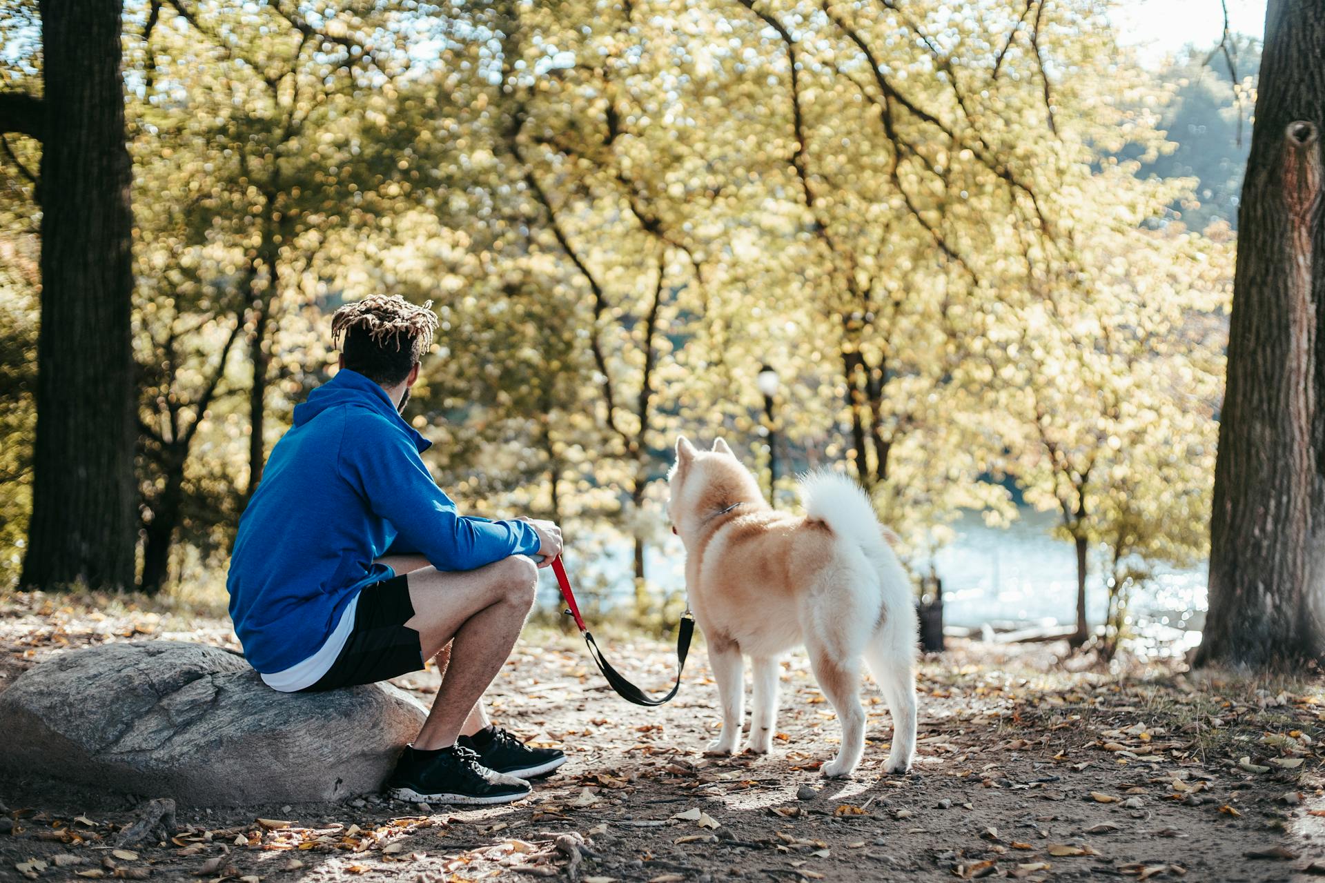 Side view of anonymous male with dreadlocks resting on stone with West Siberian Laika on leash in summer