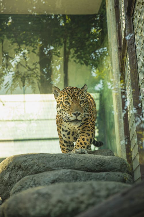 Trough glass wild leopard prowling on stones in tropical zoo on clear sunny weather