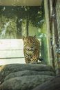 Trough glass wild leopard prowling on stones in tropical zoo on clear sunny weather