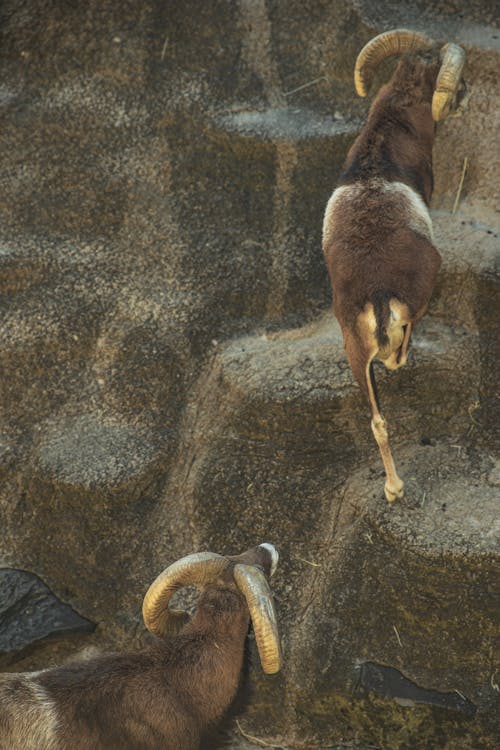 Brown ibex goats climbing on stony hill