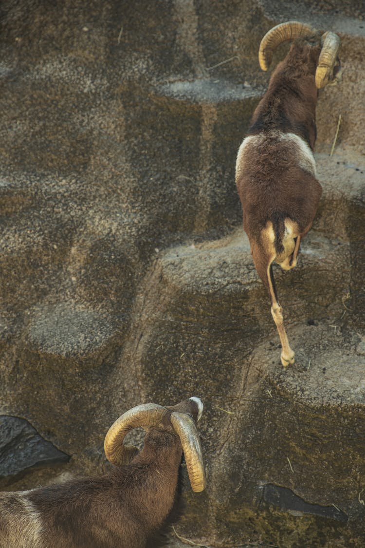 Brown Ibex Goats Climbing On Stony Hill