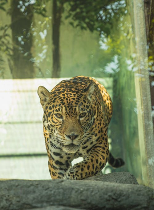 Stalking leopard on stones in glass cage