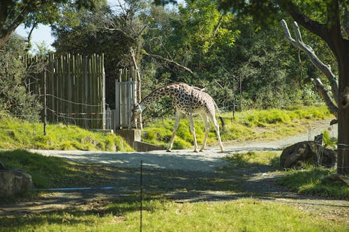 Girafe Marchant Dans Le Sanctuaire Et Pinçant L'herbe Luxuriante