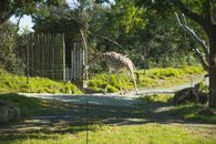 Giraffe strolling in lush tropical national park and pinching abundant grass peacefully on clear sunny weather