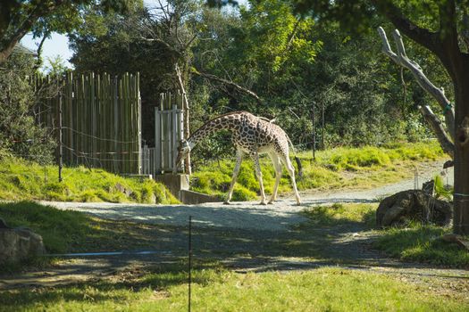 Giraffe strolling in lush tropical national park and pinching abundant grass peacefully on clear sunny weather