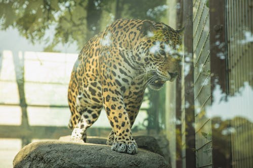 Dangerous leopard roaring in glass enclosure