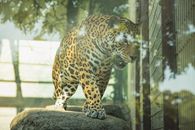 Dangerous leopard roaring in glass enclosure