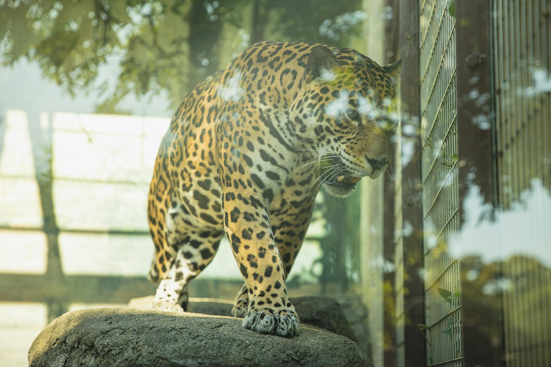 Dangerous leopard roaring in glass enclosure