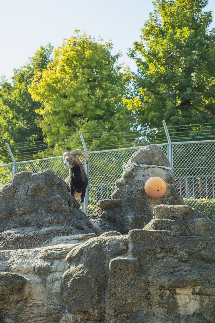 Cute Ibex Standing On Rocky Hilltop In Zoo