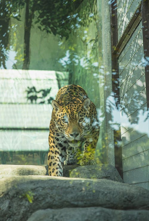 Young hunting leopard stalking on stones in glass enclosure in national sanctuary and looking at camera attentively