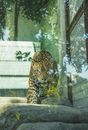 Young hunting leopard stalking on stones in glass enclosure in national sanctuary and looking at camera attentively