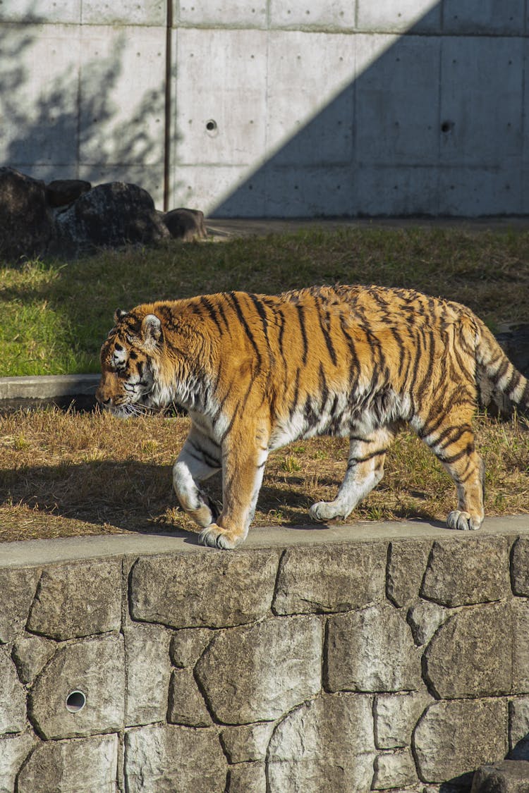 Tiger Walking On Pathway Zoo Enclosure