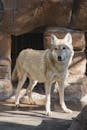 Attentive gray wolf with fluffy fur standing in enclosure near stone construction and looking away attentively on sunny weather