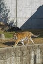 Young tiger with stripped fluffy fur strolling on stone path in zoological park on sunny day