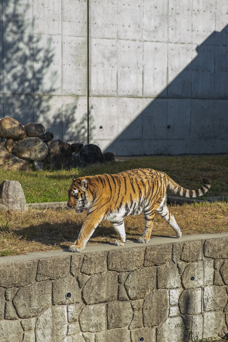 Tiger Walking On Stone Path In Conservation Park