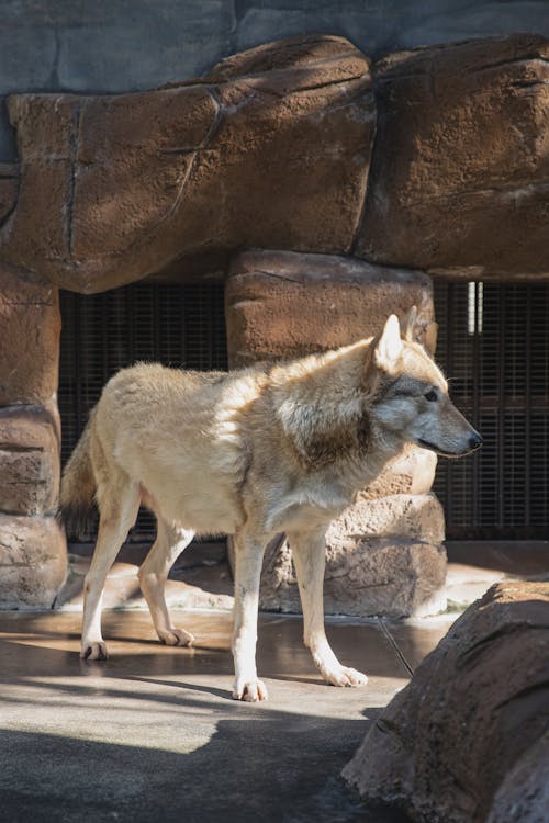 Calm wolf standing near stone construction in zoo