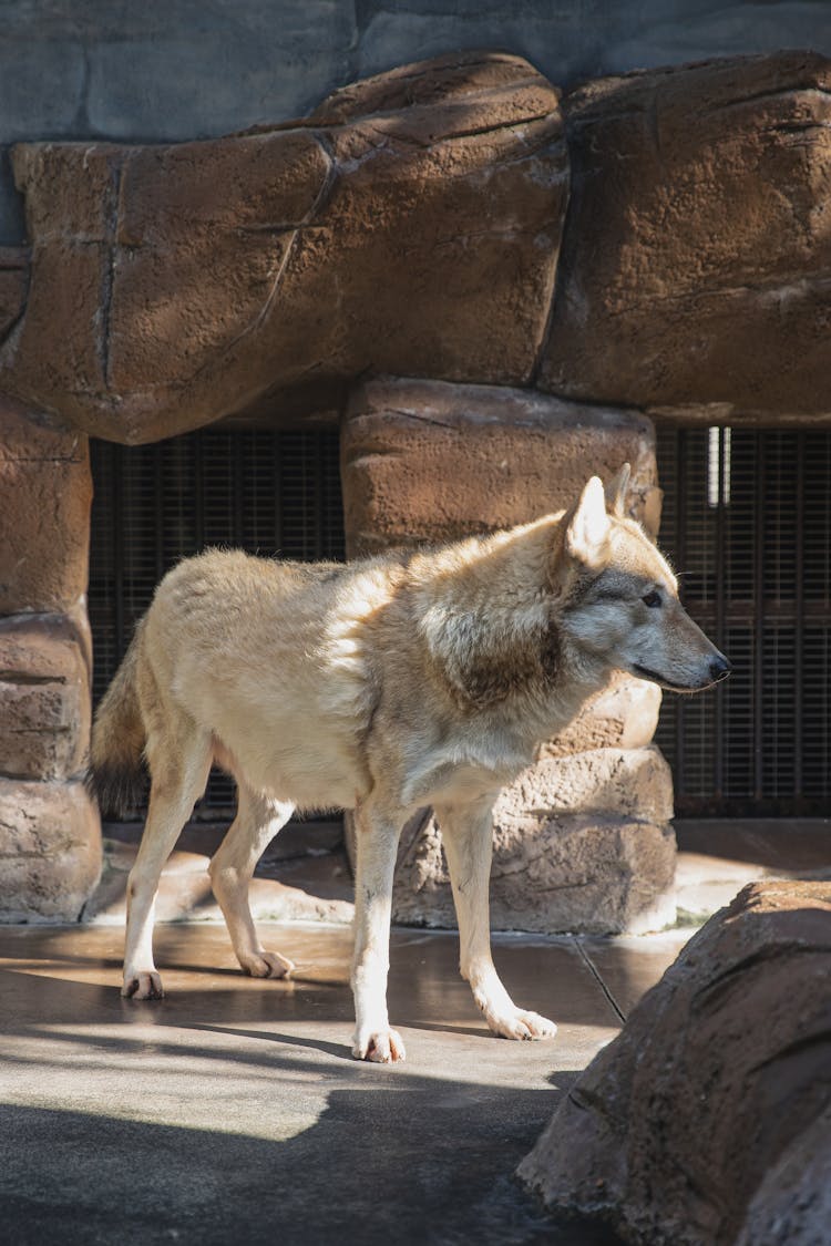 Calm Wolf Standing Near Stone Construction In Zoo