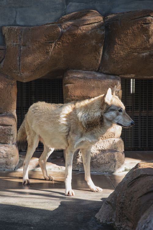 Free Full length tranquil gray hairy wolf standing on stony path in zoological garden enclosure and looking away Stock Photo