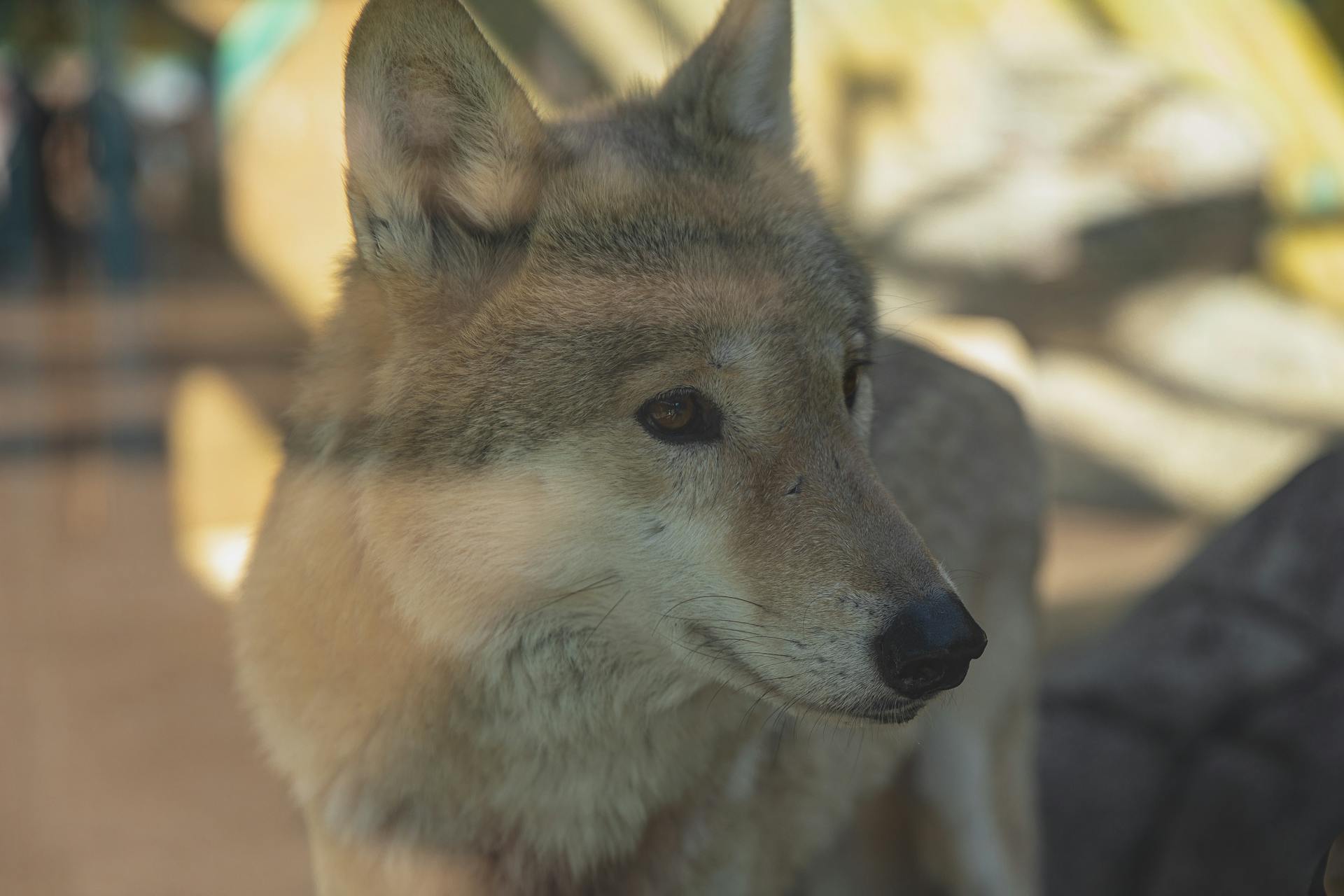 Through glass attentive calm wolf with fluffy gray fur standing in enclosure in zoological garden on sunny day