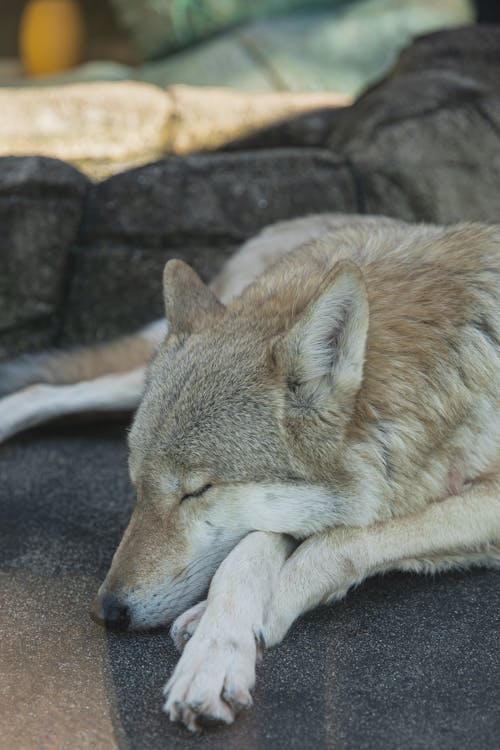 Calm gray wolf sleeping peacefully on paws on stone in shadow in zoological garden on clear day
