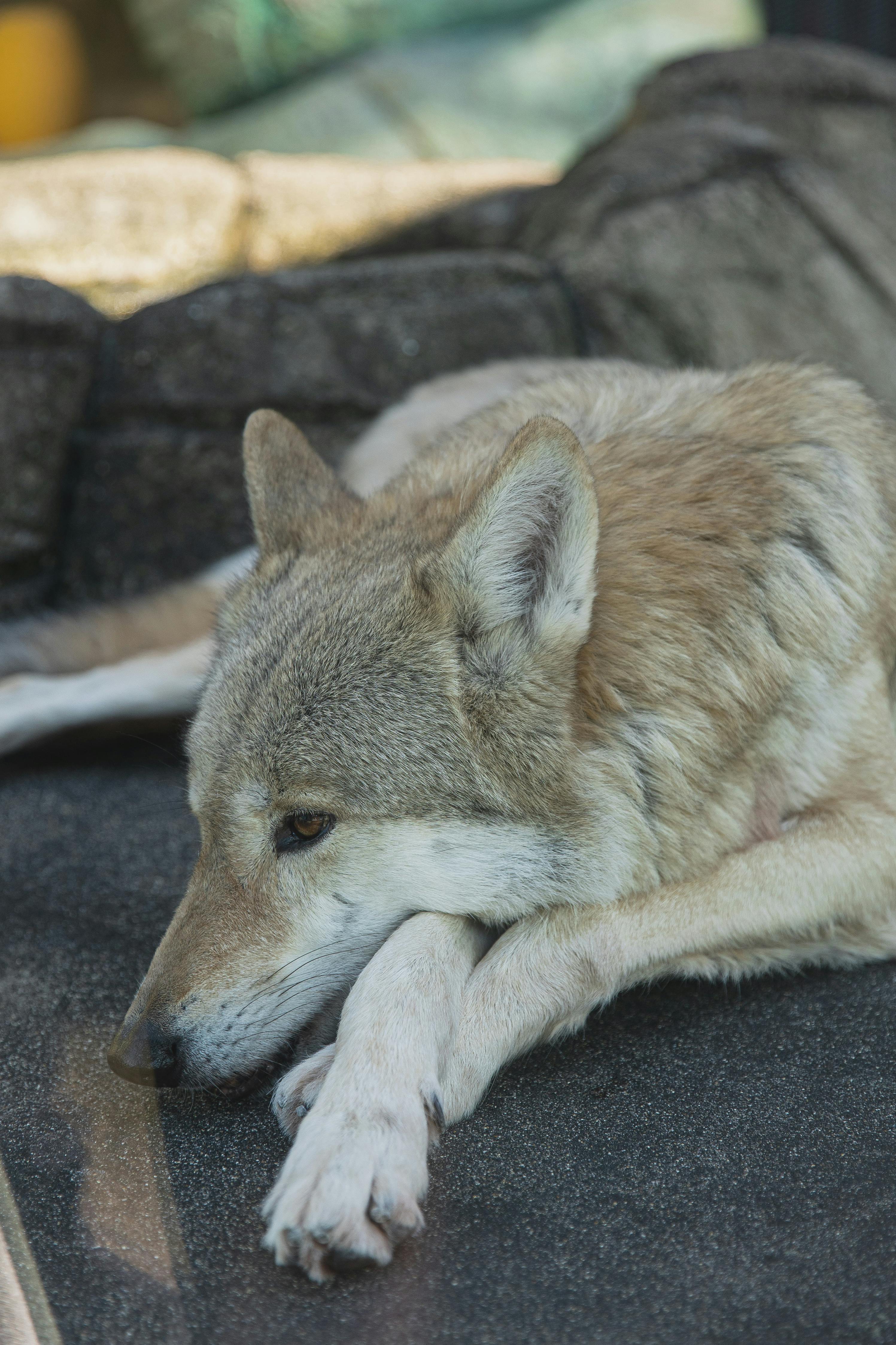 gray wolf resting on stone in zoo