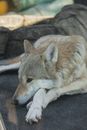 Calm gray wolf lying on paws on stone in shadow in zoo and looking away
