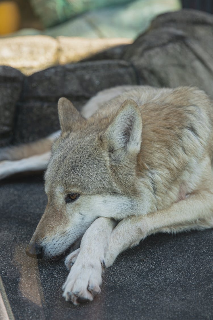 Gray Wolf Resting On Stone In Zoo