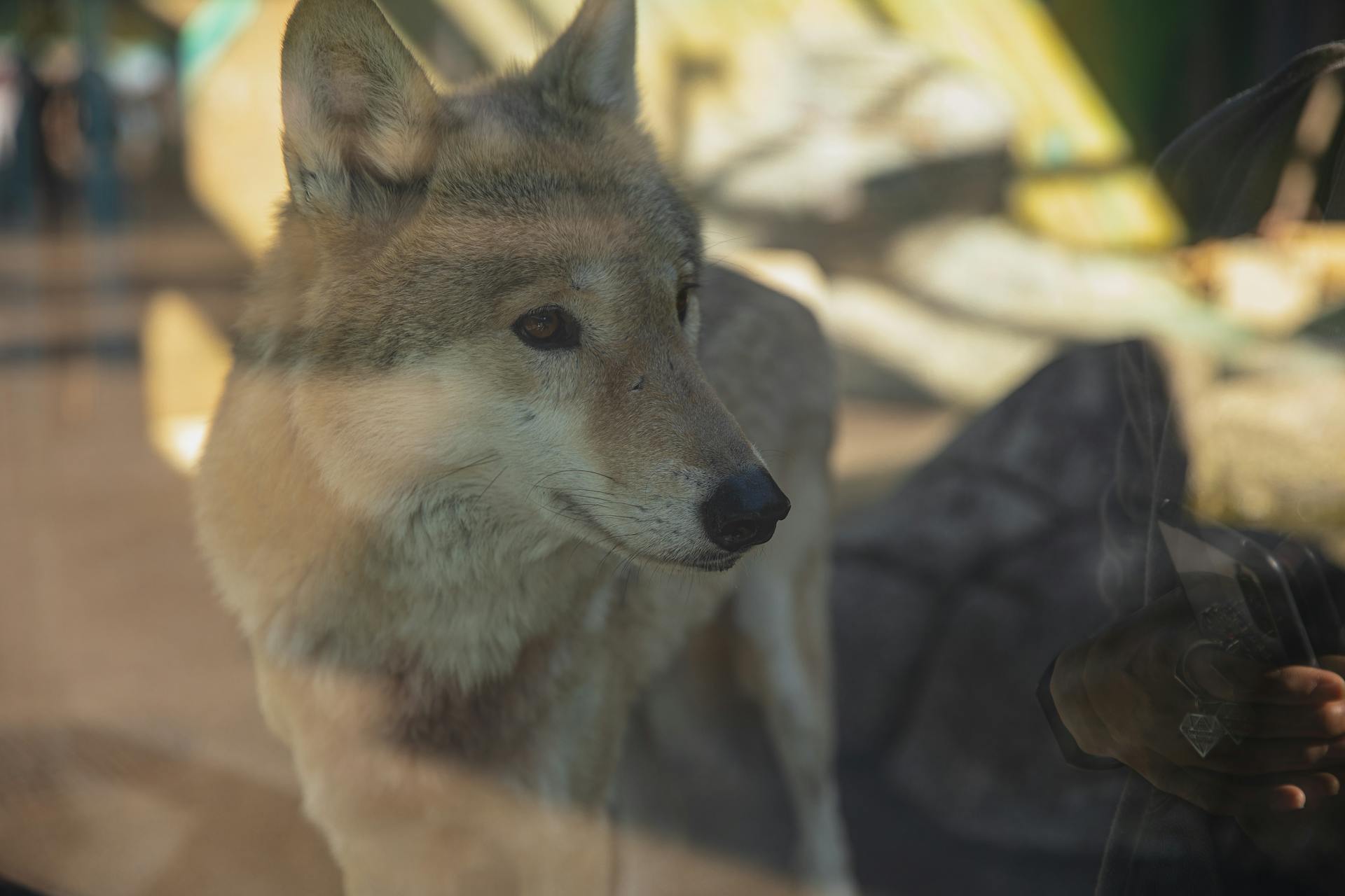 Through glass calm young wolf standing in enclosure in sanctuary and looking away