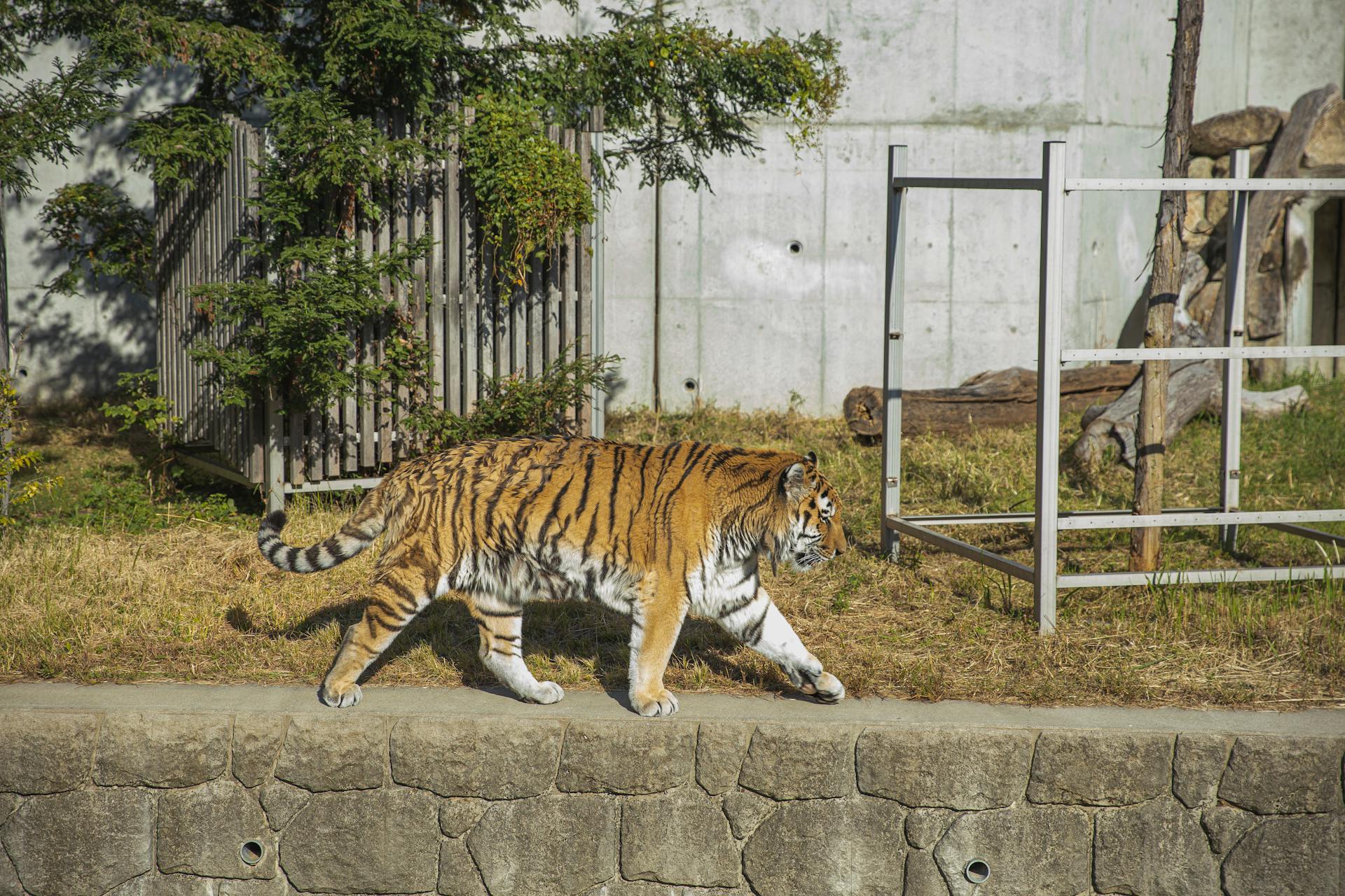 Tiger walking in green sunny national park