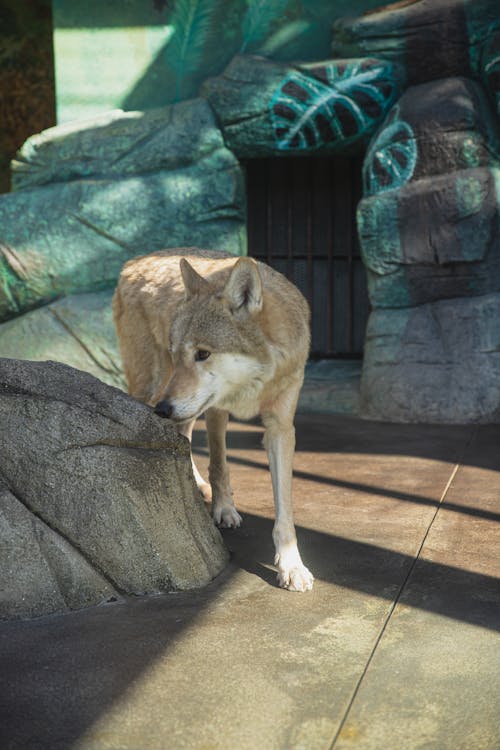 Lobo Atento Caminando Por El Camino De Piedra En El Zoológico