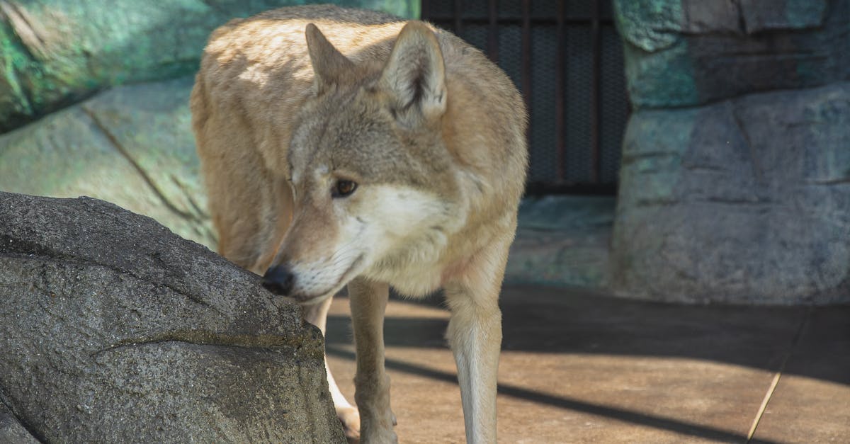 How to PVP as beast mastery hunter