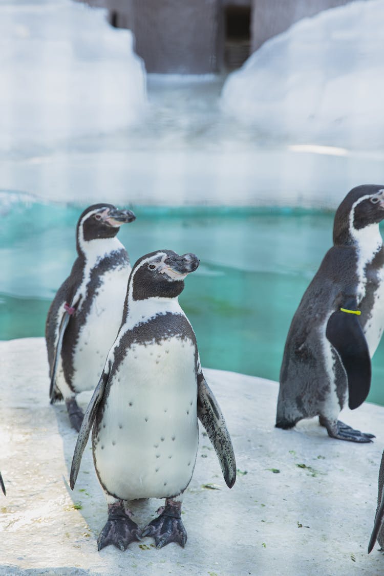 Cute Penguins Standing On Ice In Sanctuary