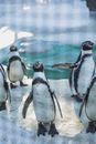 Funny small penguins on icy ground near water