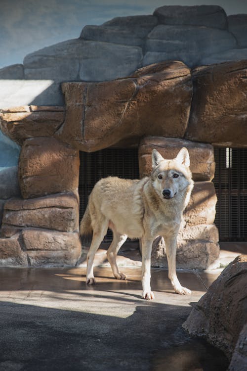 灰太狼站在動物園的圍欄中