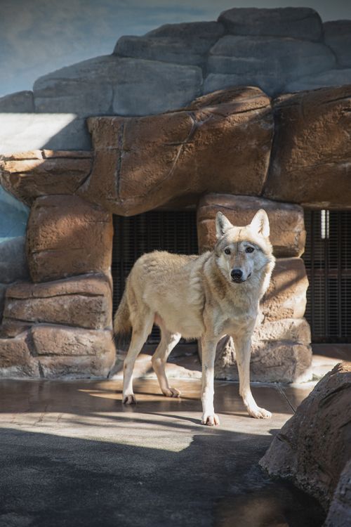 Gray wolf standing in zoo enclosure · Free Stock Photo