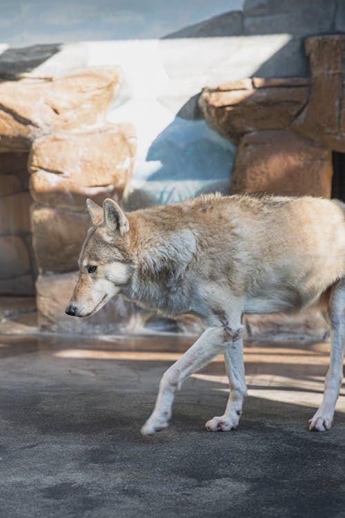 Wolf walking on stony ground in zoological garden